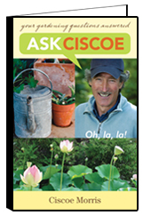 Ask Ciscoe