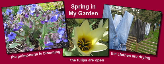 My garden