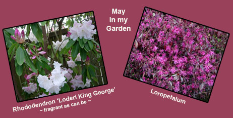 My garden