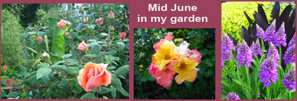 My garden