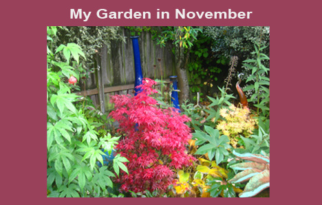 My garden