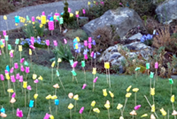 My garden