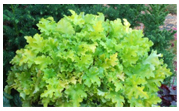 Plant of Week