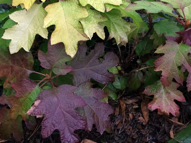 Hydrangea quercifolia