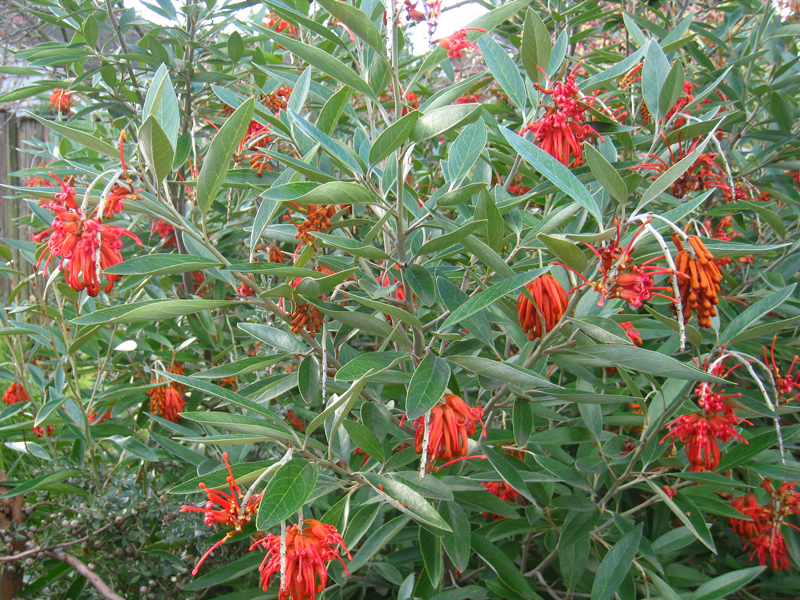 Grevillea victoriae