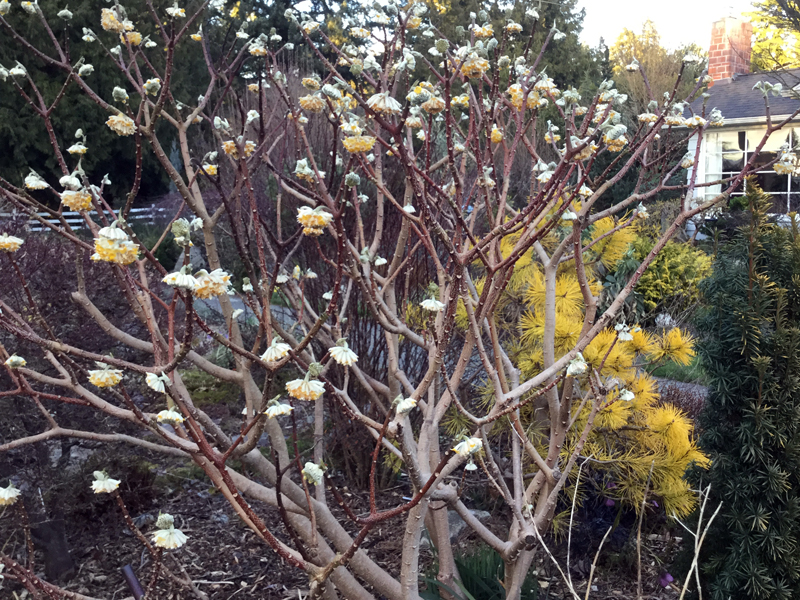 Edgeworthia chrysantha