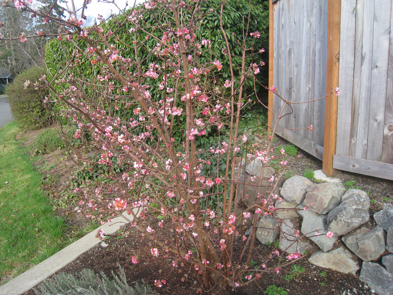 Viburnum x bodnantense