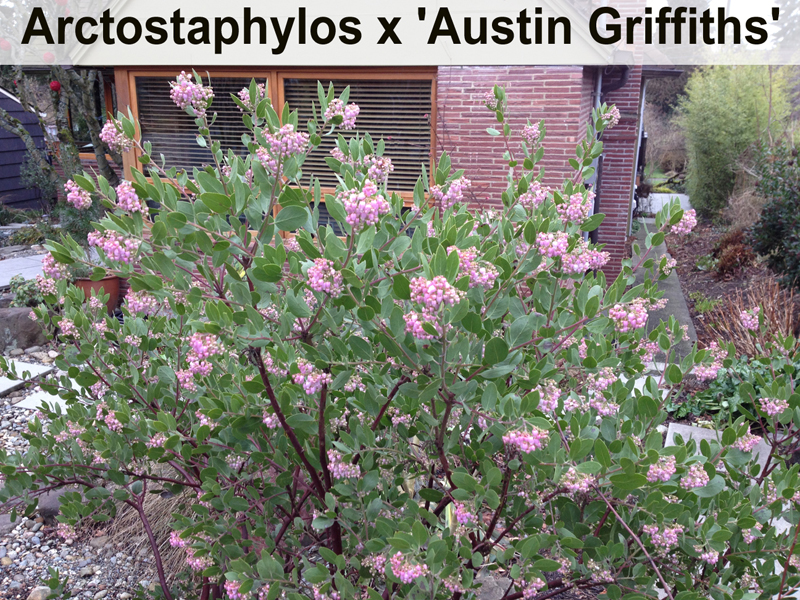 Arctostaphylos 