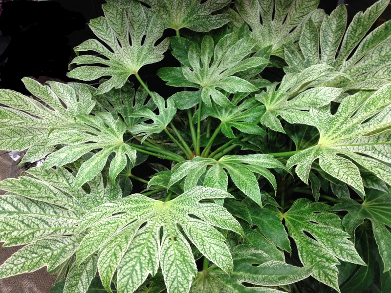 Fatsia japonica