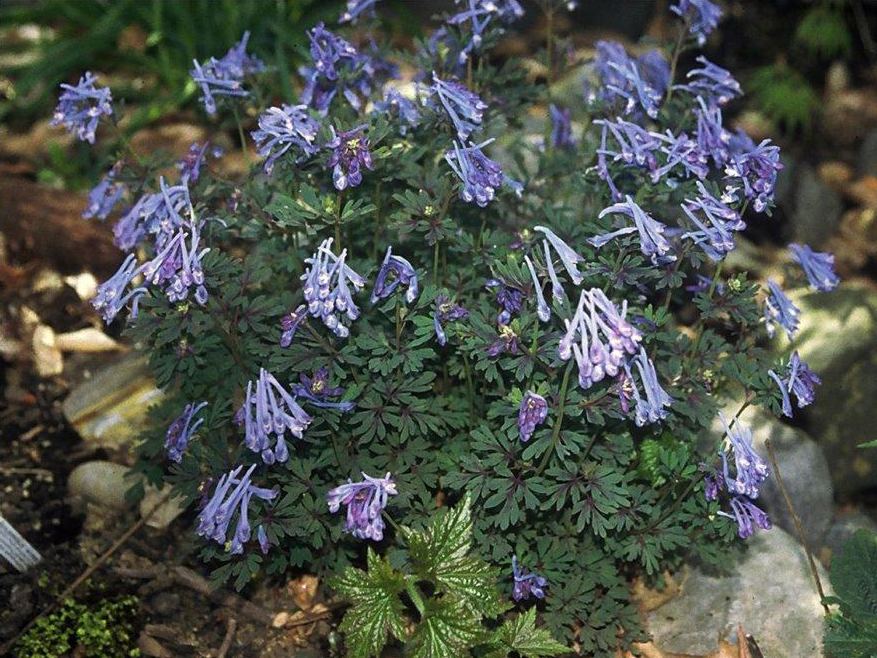 Corydalis