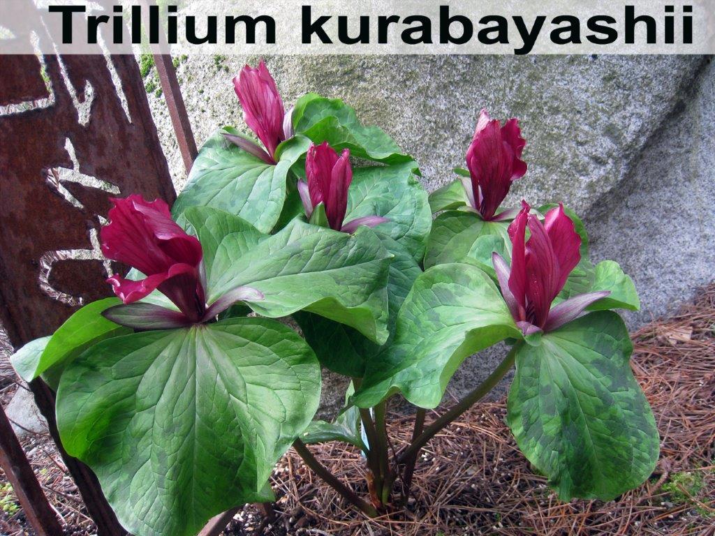 Trillium kurabayashii