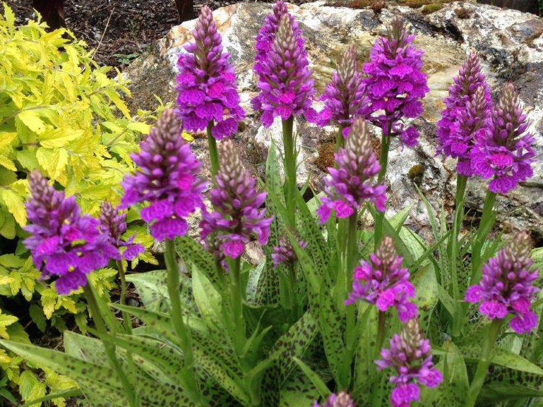 Dactylorhiza grandis