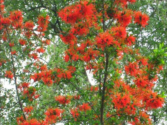 Embothrium coccineum