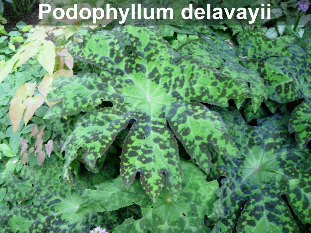 Podophyllum