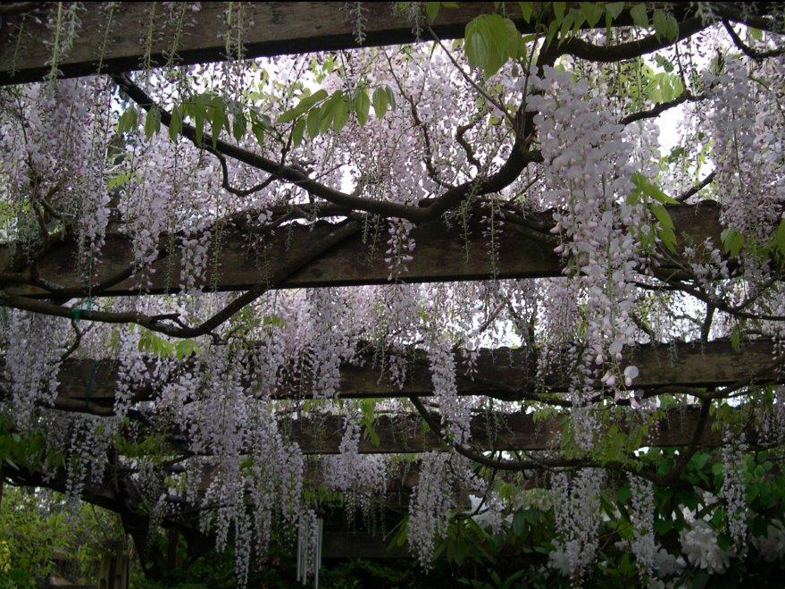 Wisteria 