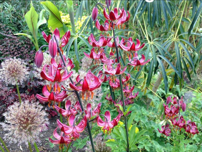 Lilium martagon