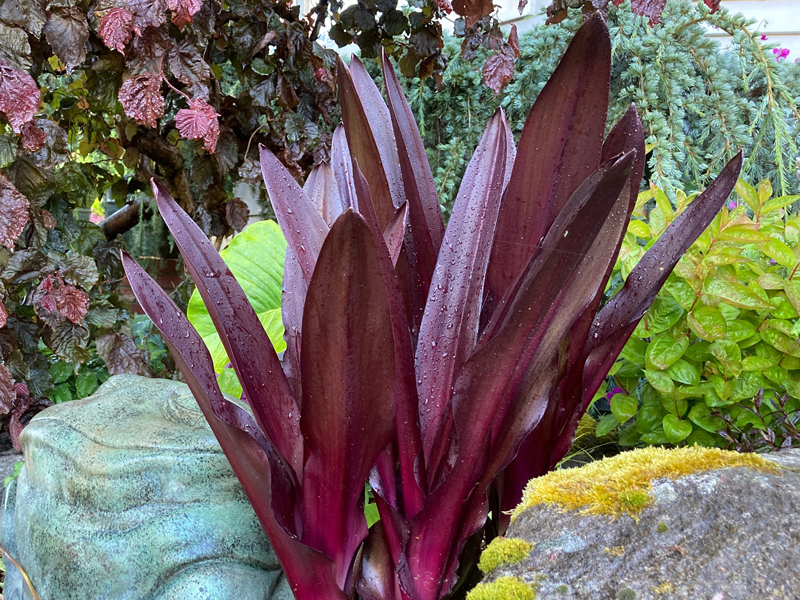 Eucomis 