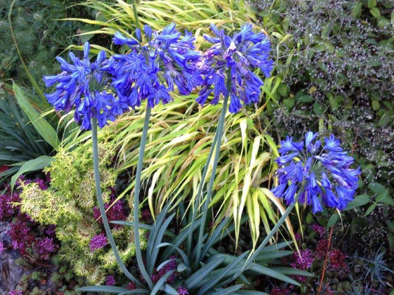 Agapanthus