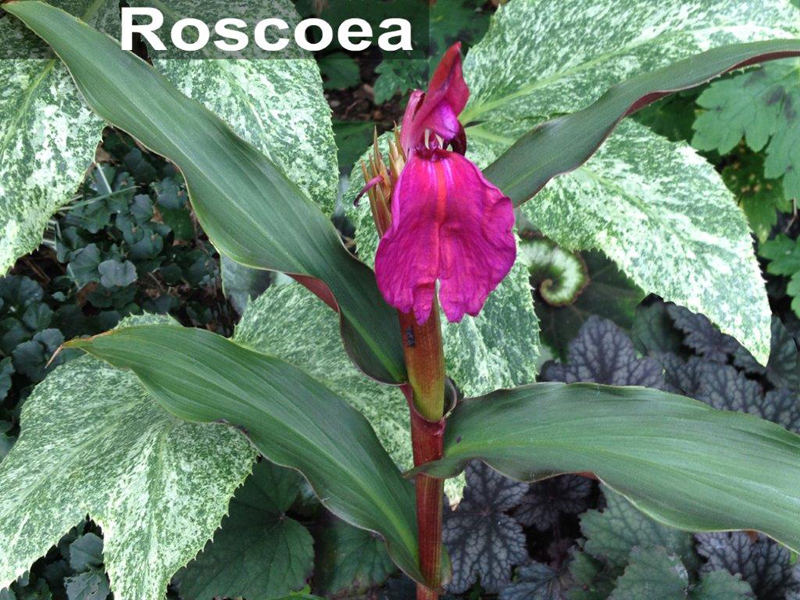 Roscoea