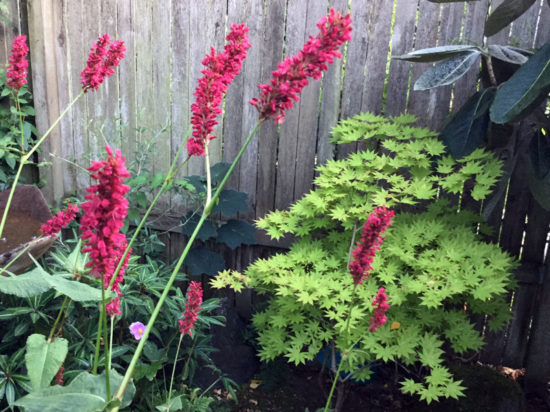 Persicaria 