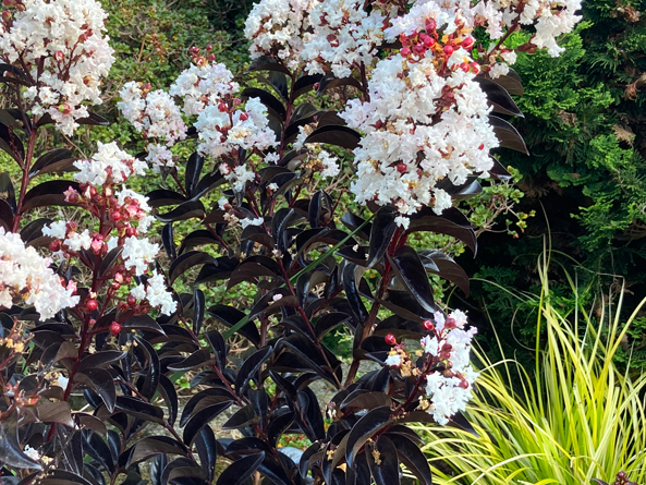 Lagerstroemia 