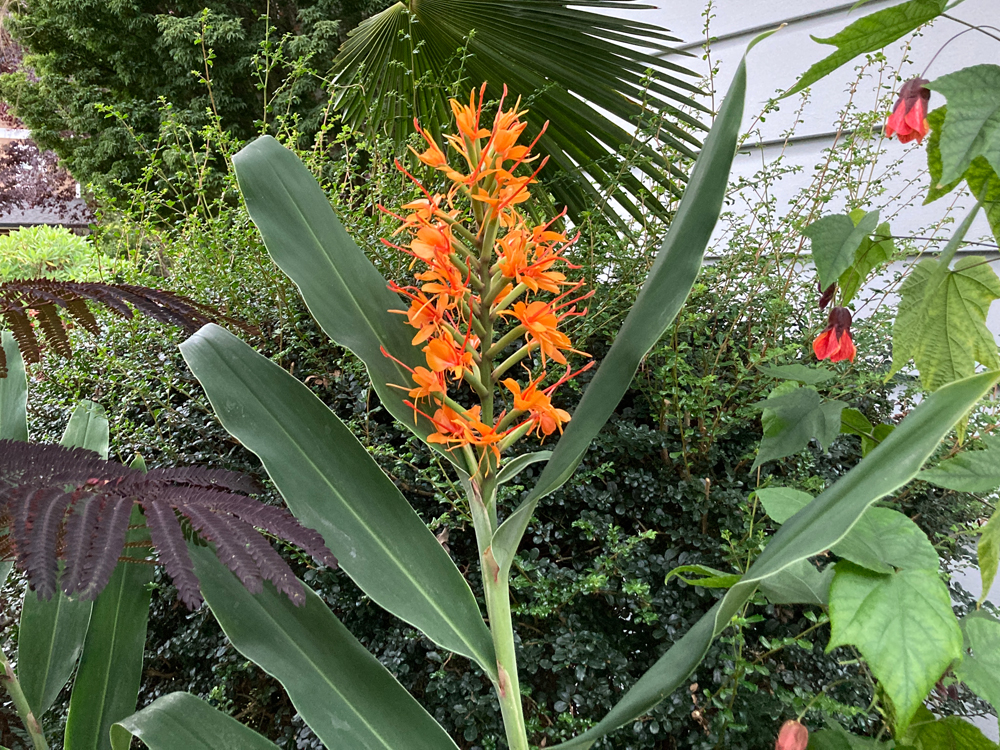 Hedychium 