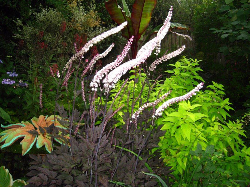 Actaea