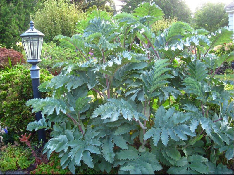 Melianthus 