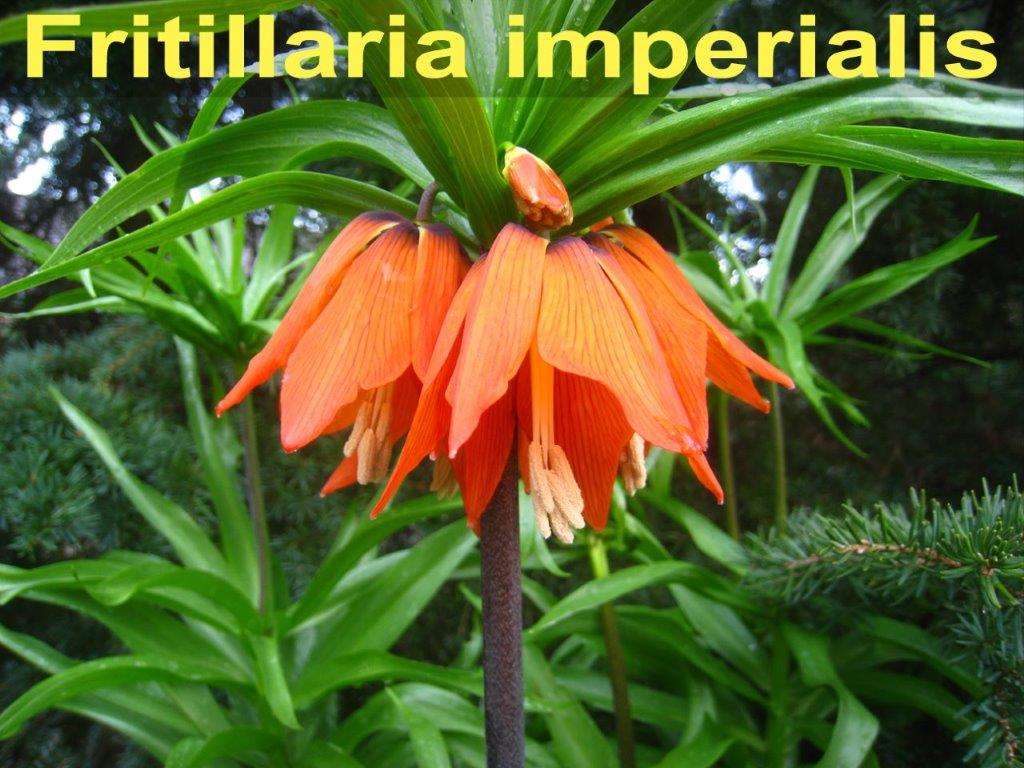 Fritillaria 