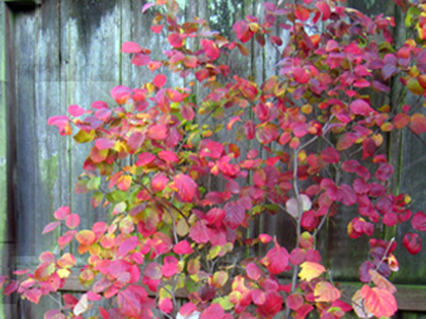 Fothergilla major 'Mount Airy'