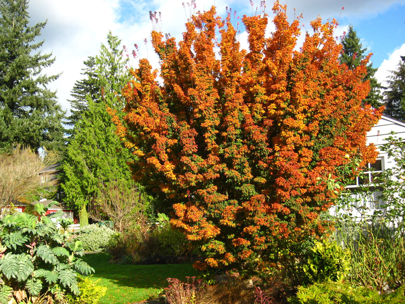 Acer palmatum 'Shishigashira'