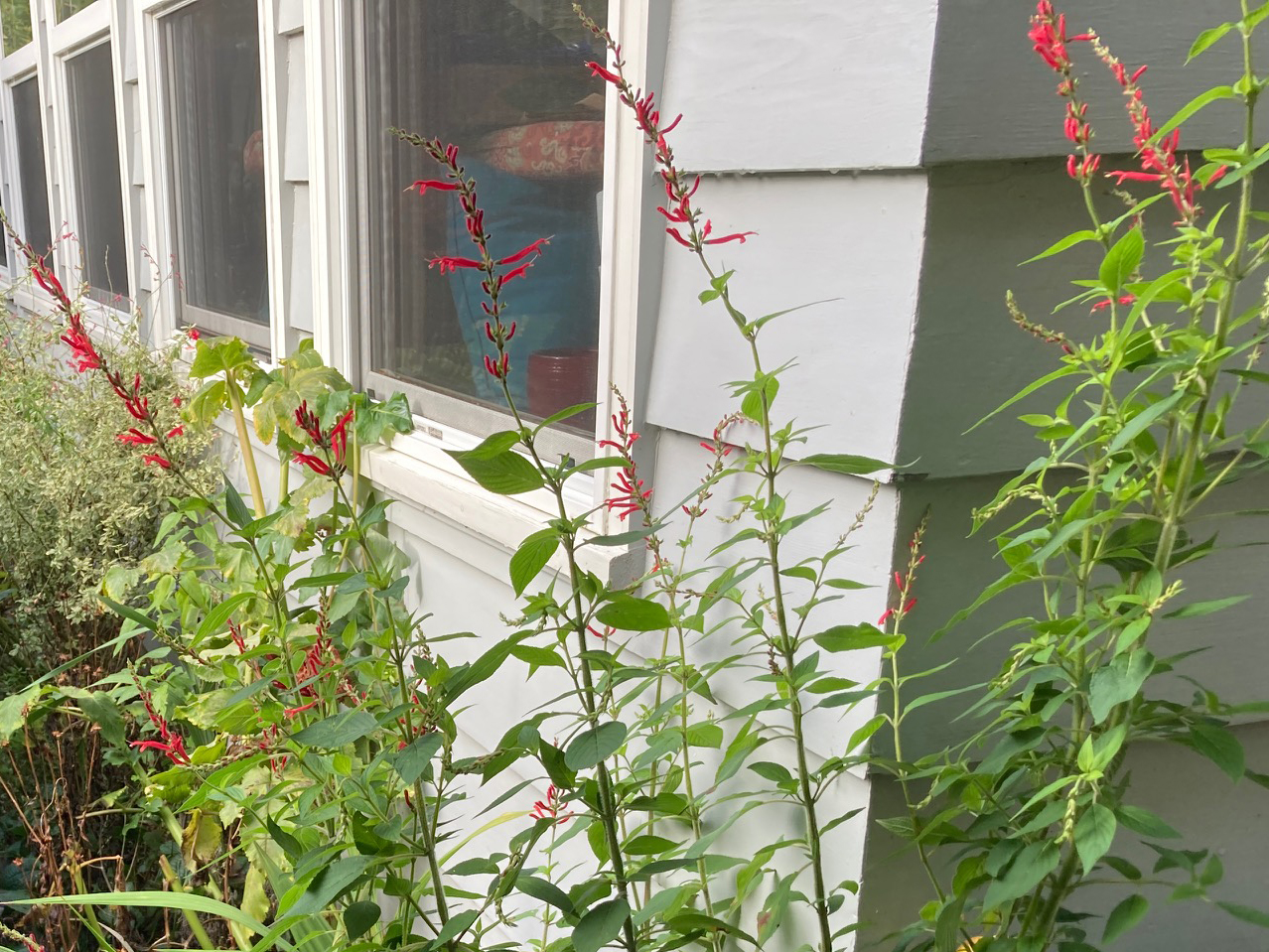 Salvia elegans