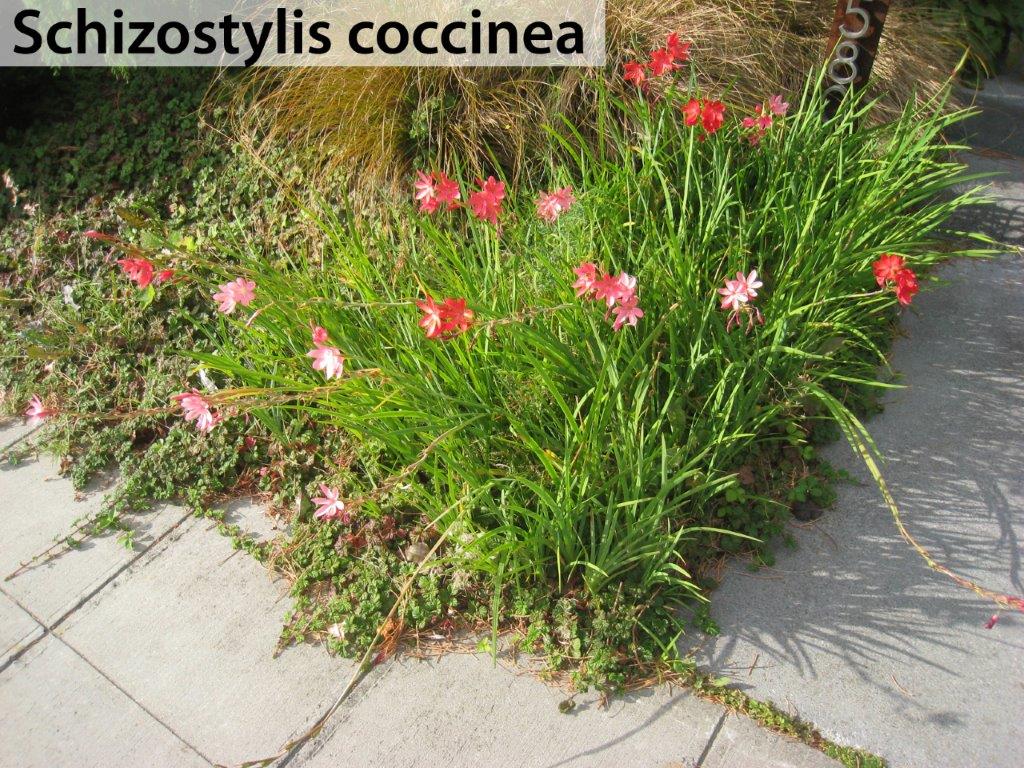 Schizostylis coccinea