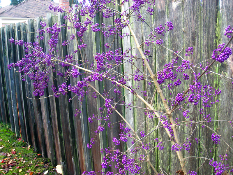 Callicarpa bodinieri 'Profusion'