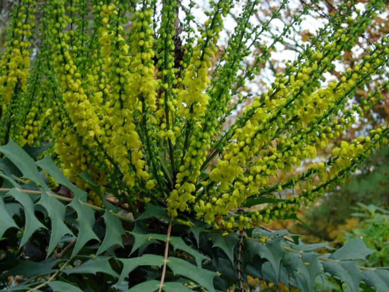 Mahonia x media 'Charity'