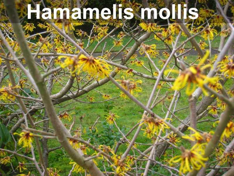 Hamemalis mollis