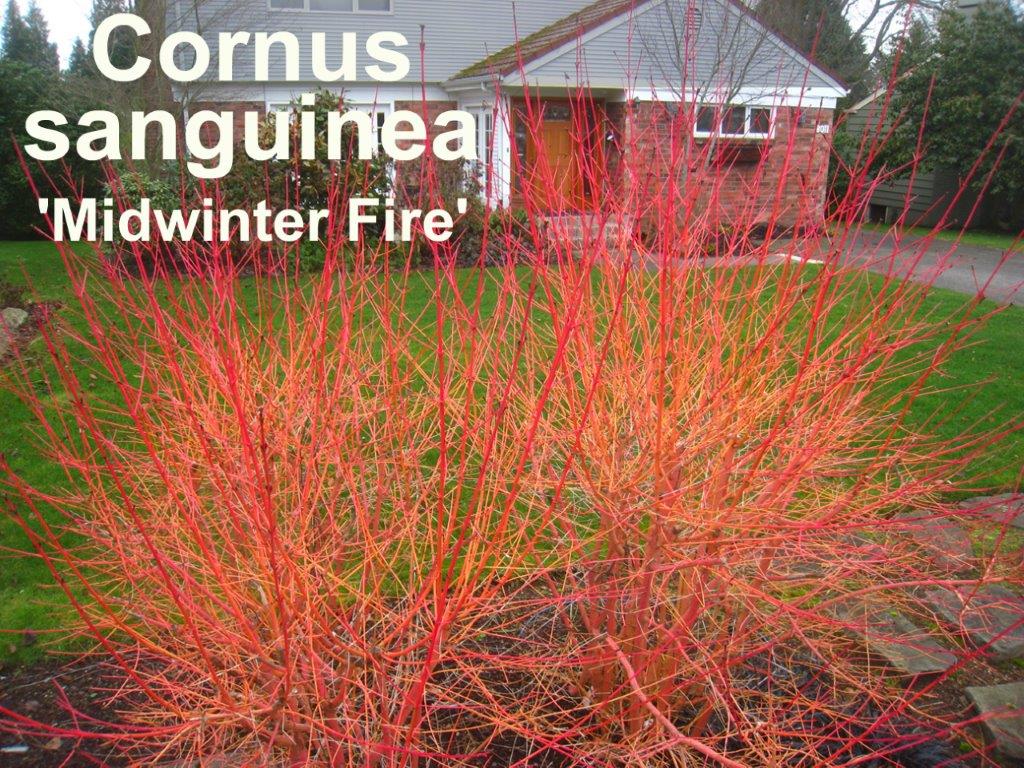 Cornus sanguinea 'Midwinter Fire'
