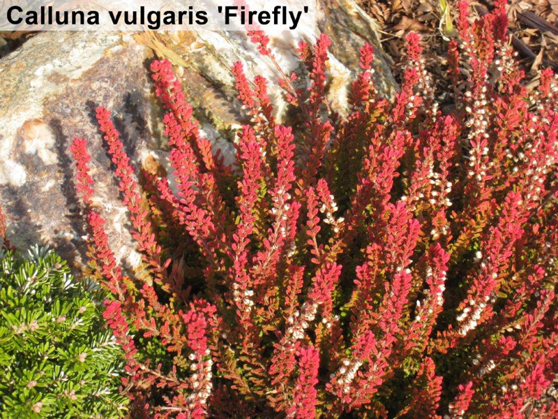 Calluna vulgaris 'Firefly'