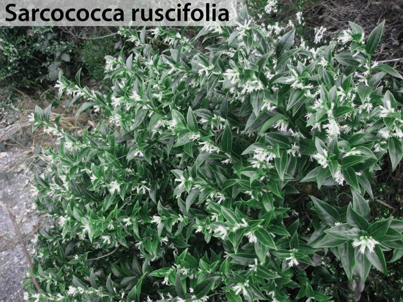 Sarcococca ruscifolia