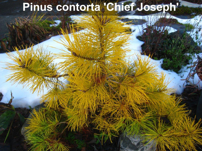 Chief Joseph lodgepole pine
