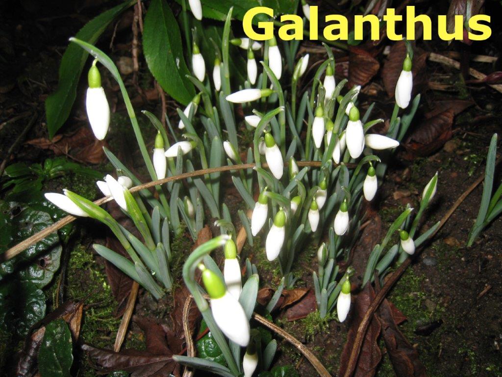 Galanthus