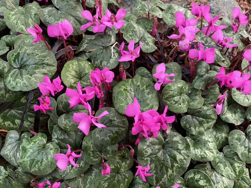 Cyclamen coum 