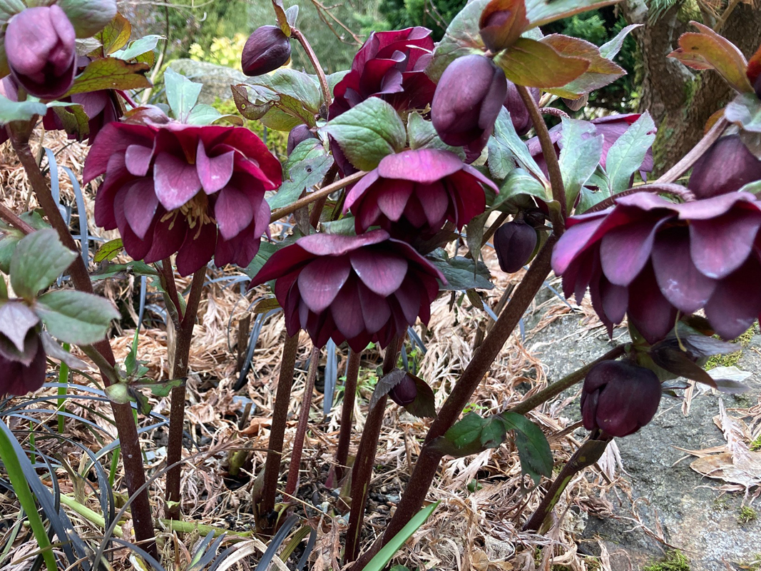 Hellebore