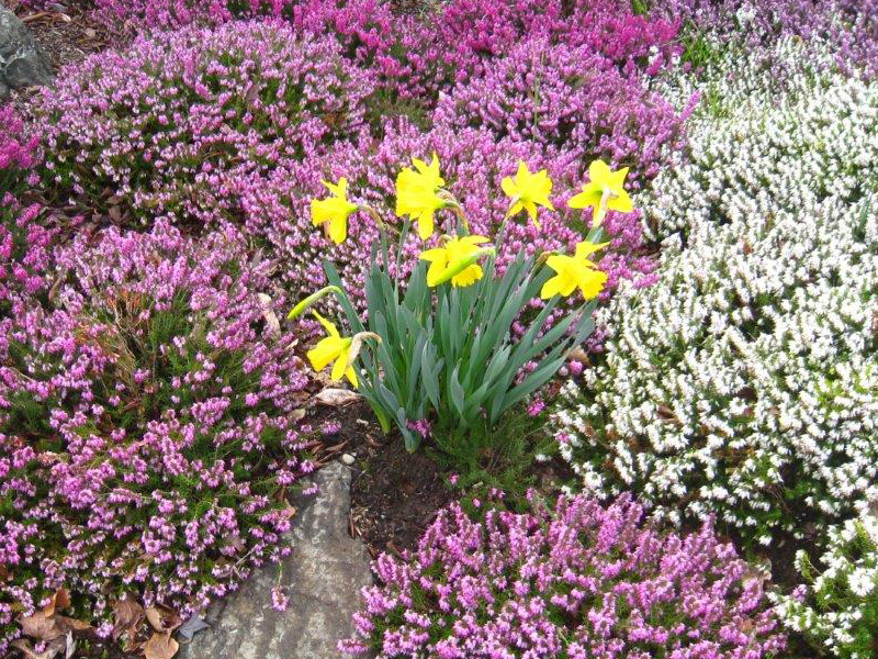 Narcissus 'Tete-a-Tete'