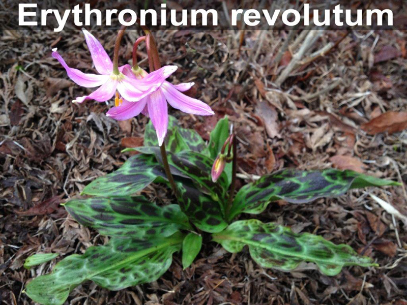 Erythronium revolutum