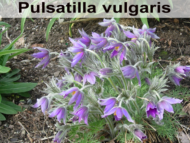 Pulsatilla 