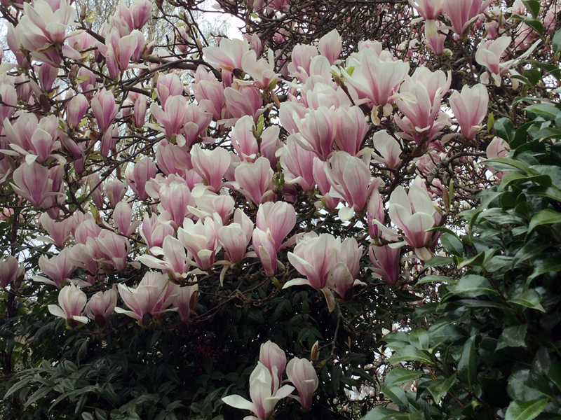 Magnolia x soulangeana