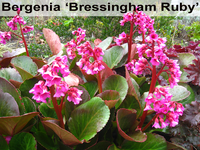 Bergenia 