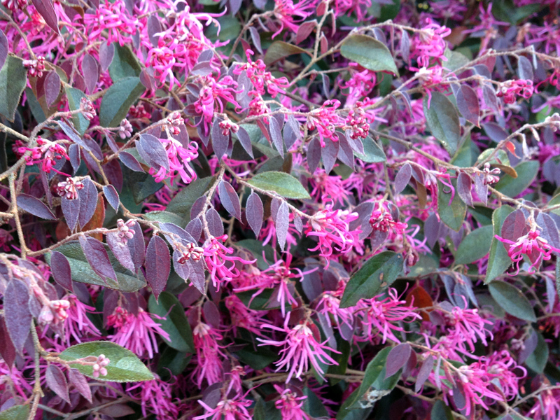 Loropetalum chinense 