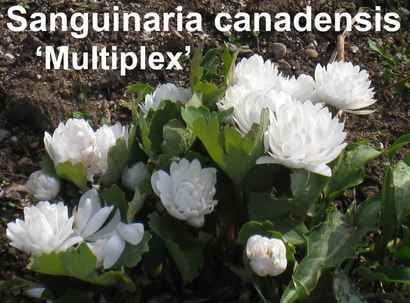 Sanguinaria 